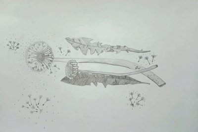 Филиппова Амелия -  Зарисовка. Одуванчики